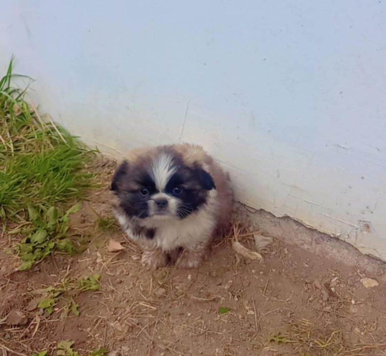 Малки чистокръвни пекинези