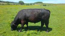 Tauri de monta Aberdeen Angus