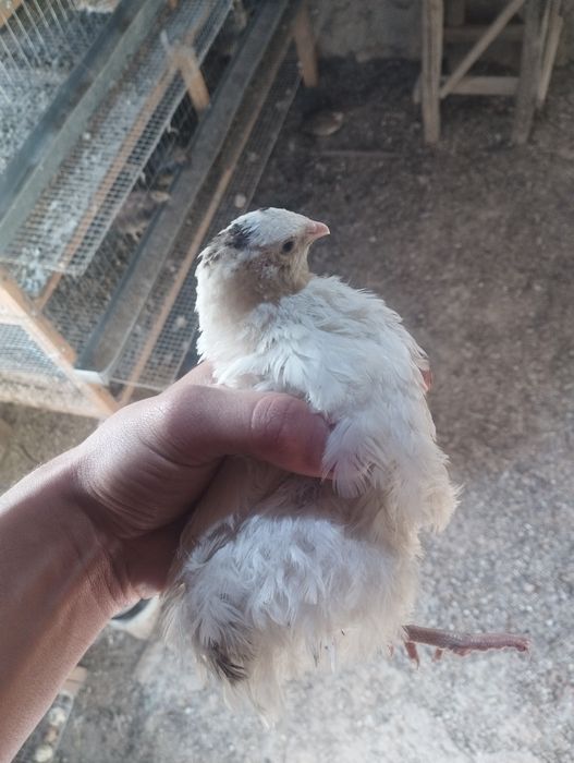 Beliy gegant bedana urugʻlangan tuxumi sotiladi