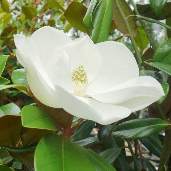 Magnolia Grandiflora