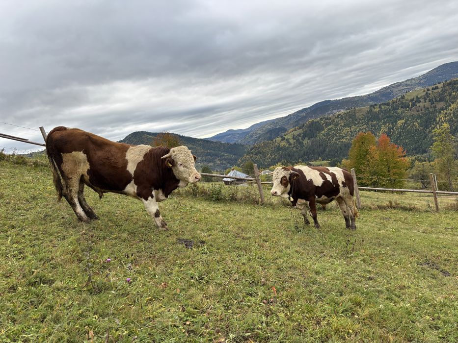 Vând tauri balțată românească