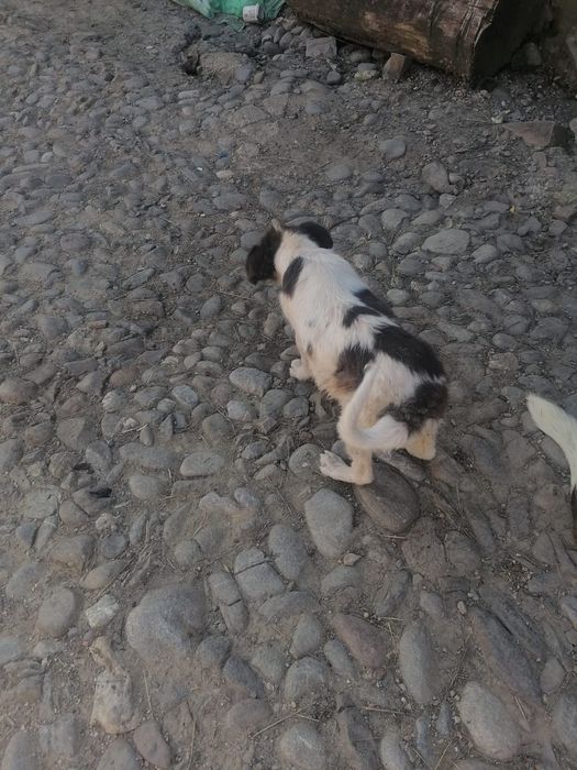 Ofer spre adopție cățel