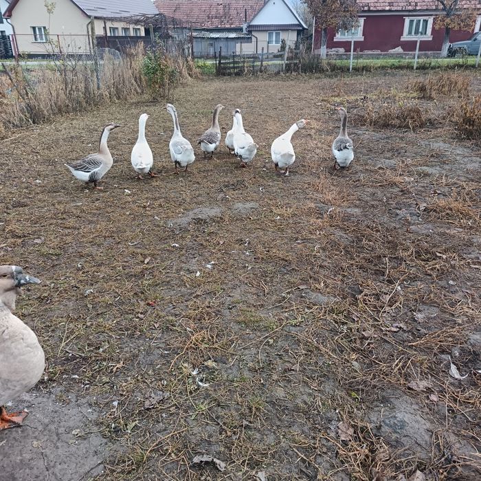 De vanzare gaste rate pekin rate mute pentru detalii in privat