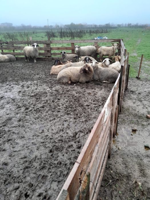 Berbec  tanar de vanzare