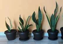 Planta/  Limba Soacrei - Sansevieria Trifasciata