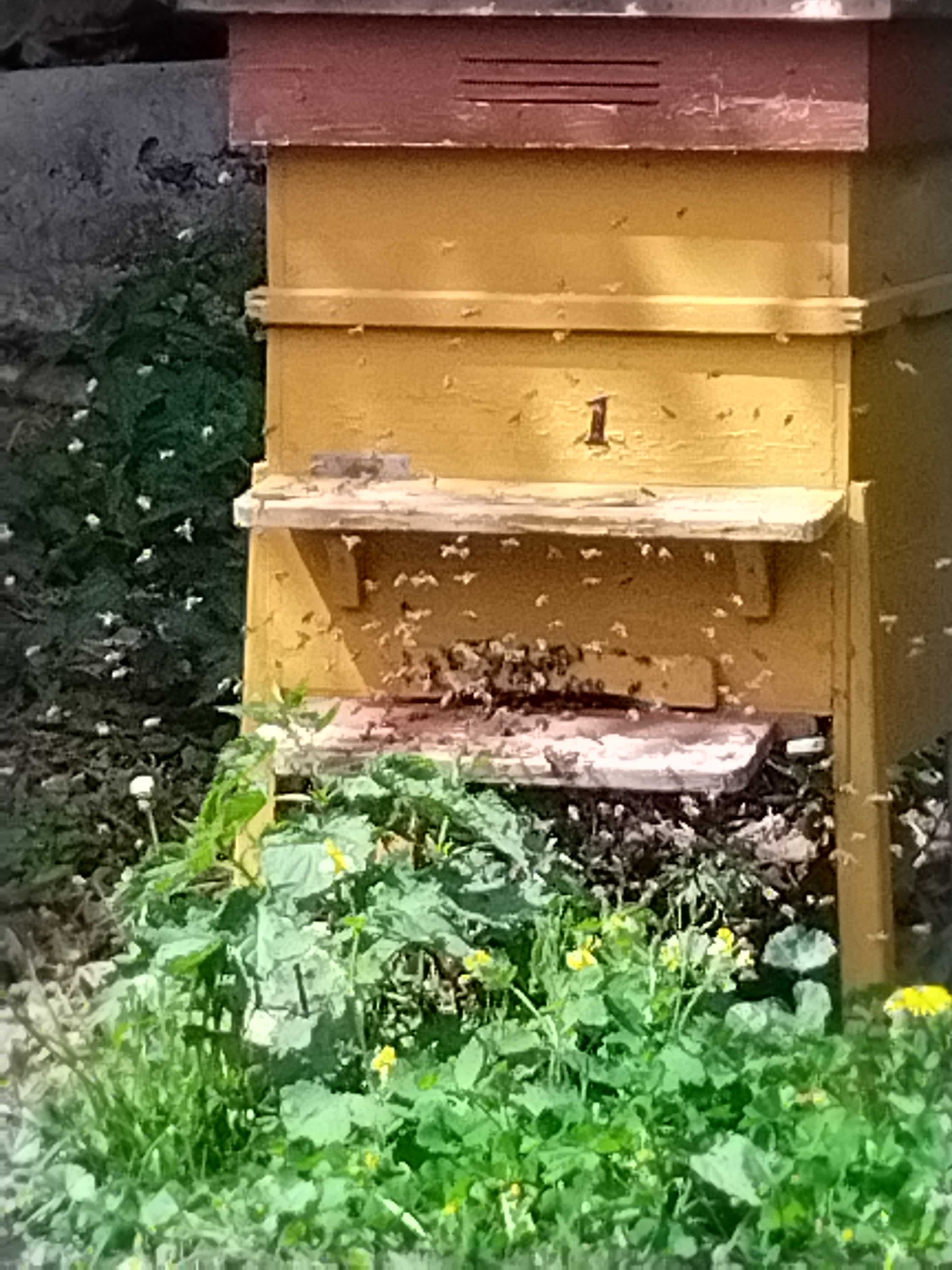 Кошери пчелни семейства