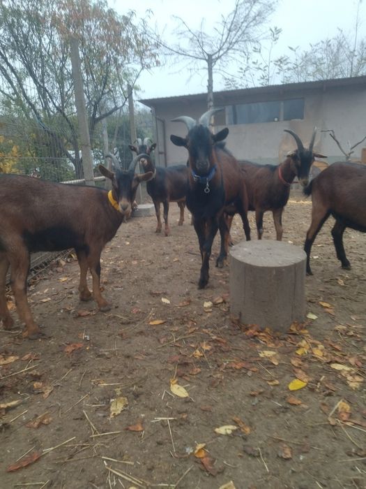 Vând țap alpin francez original