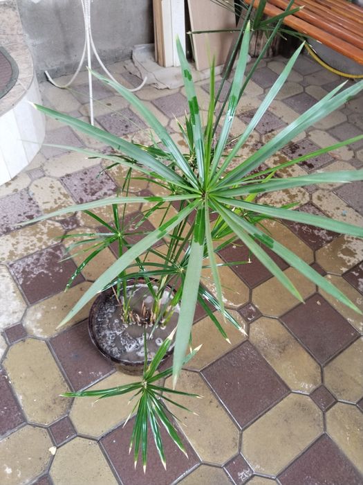 Продается циперус