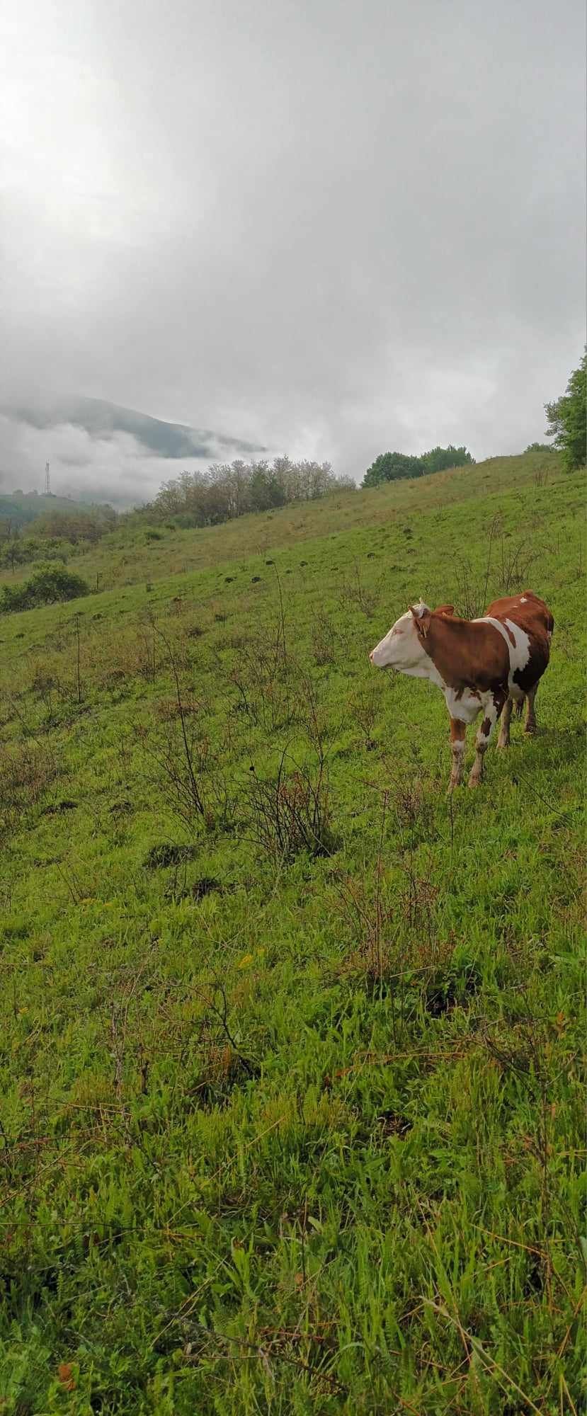 Vând vitea de 1an jumate