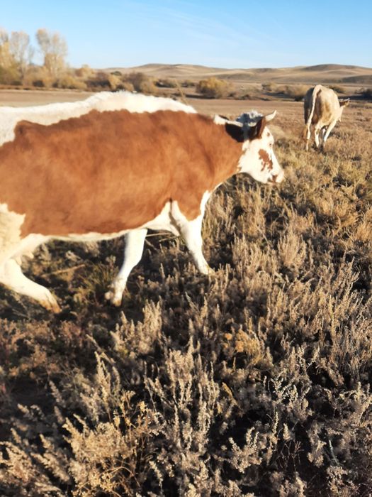 Продам  корову дойную