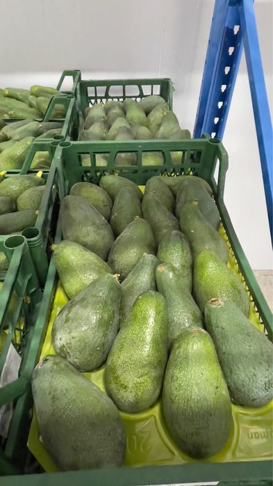 авокадо yangi turk avokadosi