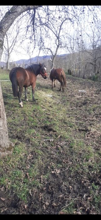 Vand manza de un an și 5 luni