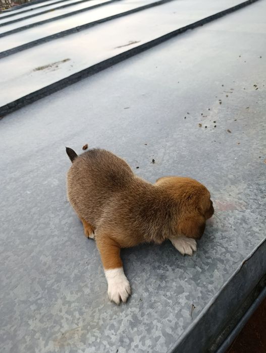 Продавам малки кученца