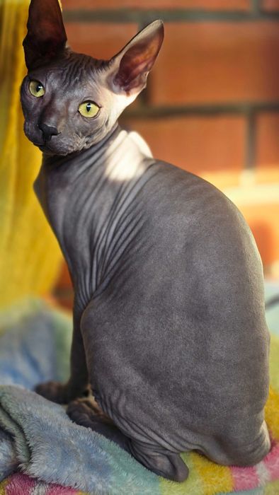 Котенок Сфинкс Возраст 7 месяцев