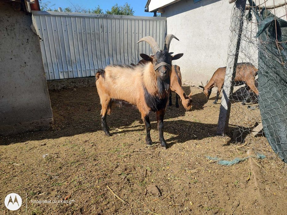 Vând țap alpin francez