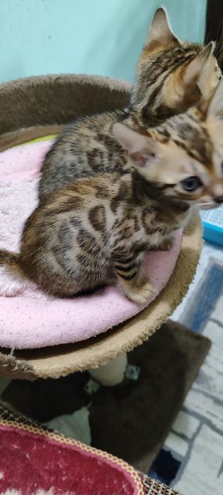 Продаются котята в бинголята