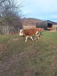 Vaca baltata romaneasca gestanta in 8 luni