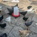 Pui brahma hd,  australorp și kabir