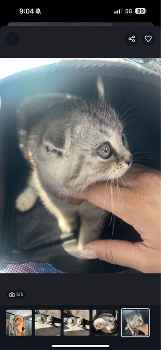 Шотландско клепоухо коте