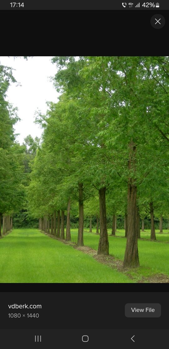 Puiet de Metasequoia (Dawn Redwood) 35-40 cm