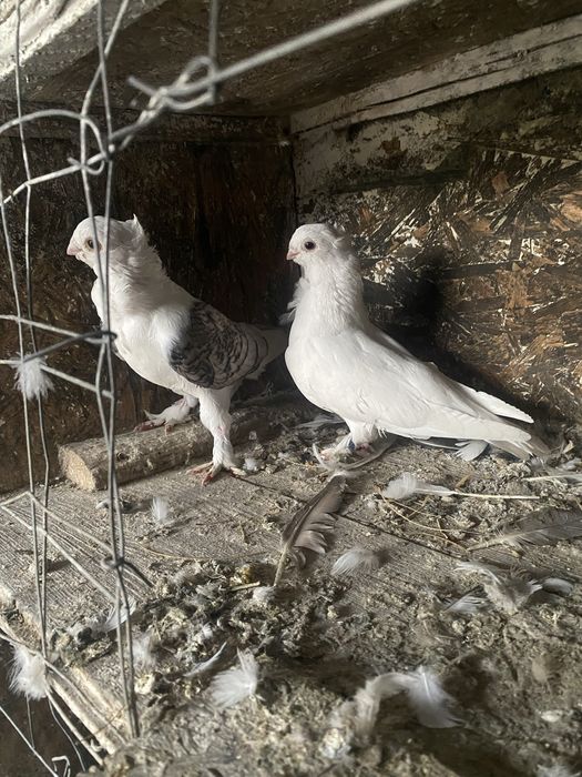 Satineți maturi de anul trecut