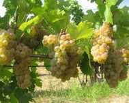 Vând Struguri de vin productie proprie