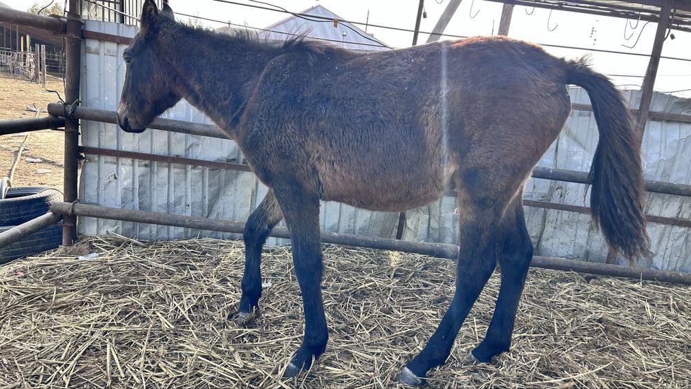 Жабағы сатылады