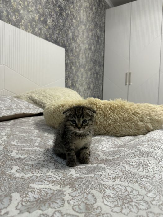 Котенок шотландская вислоухая