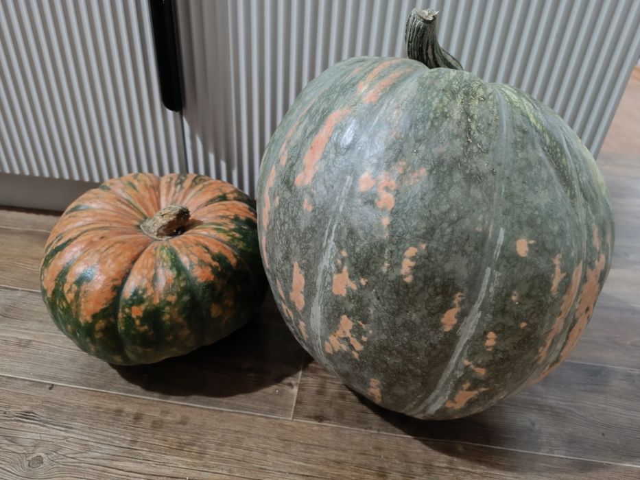 Продам или поменяю на чеснок