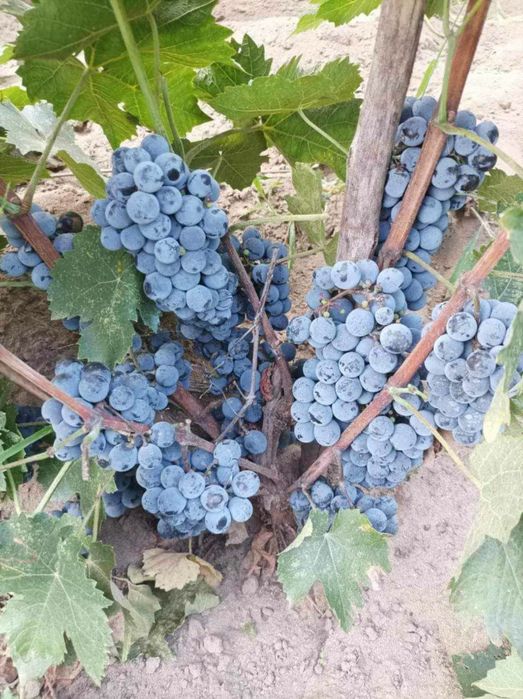 Butasi de vită de vie de anul 3