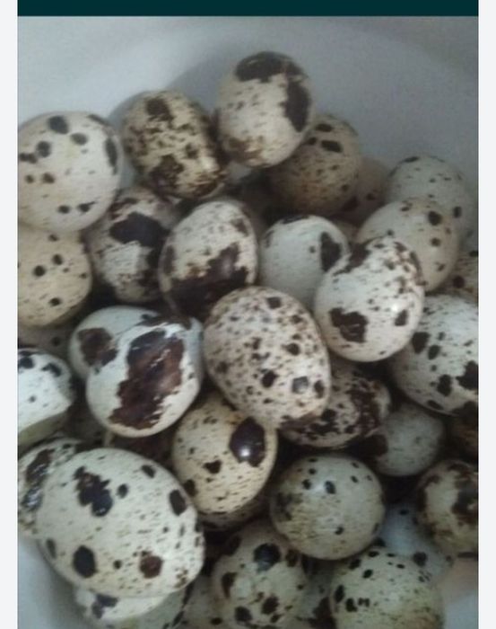 Перепелиные яйца инкубационные