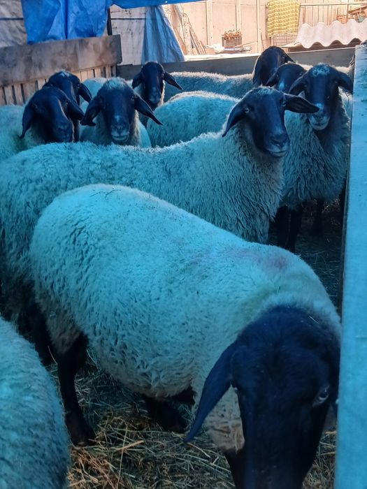 Vând 15 oi carabase