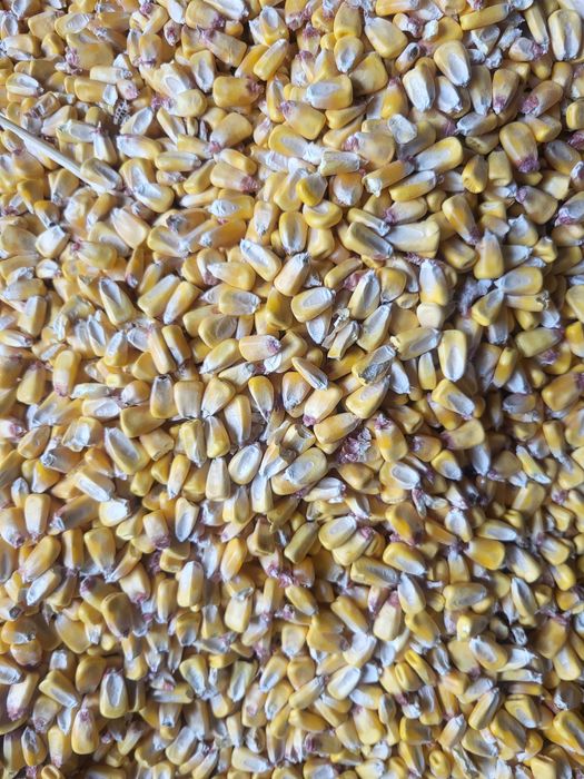 Жугери сатылады. Кукуруза продается