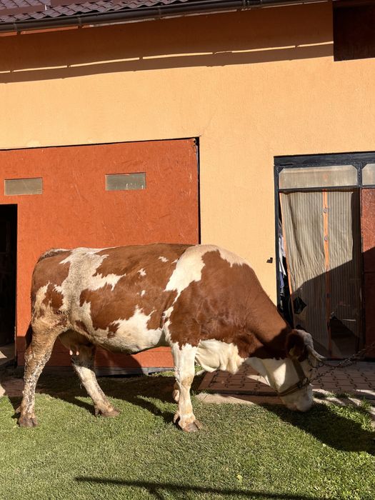 Vând Vacă Bălțată Românească - 5 ani