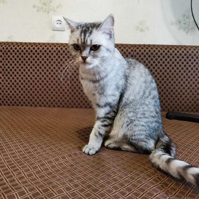 Отдам в добрые ручки. Доставка по городу.