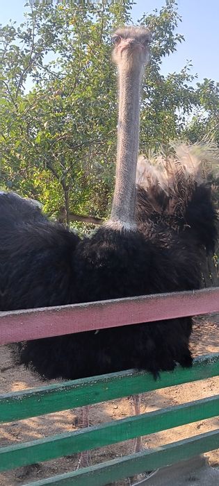 De vânzare familie de struti Africani .