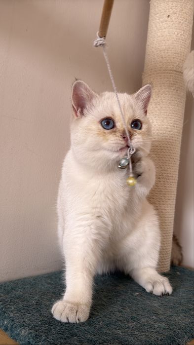 Продается Британская шиншилла 1133