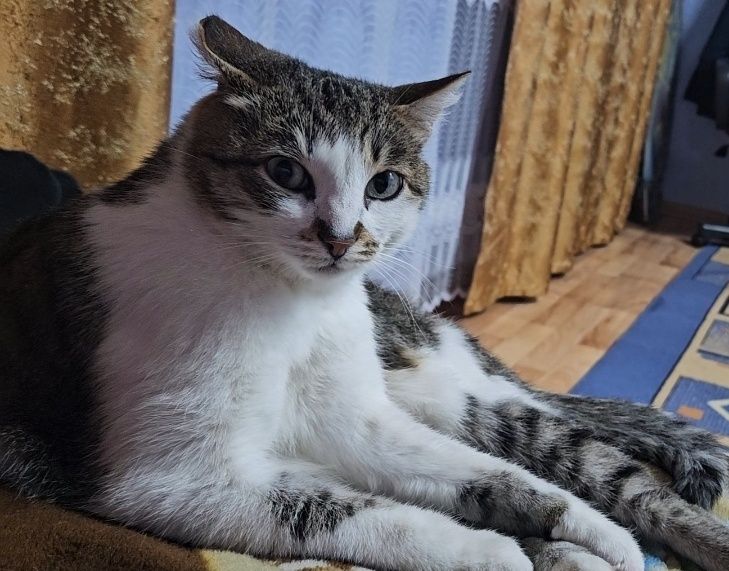 Отдам стерилизованную кошечку