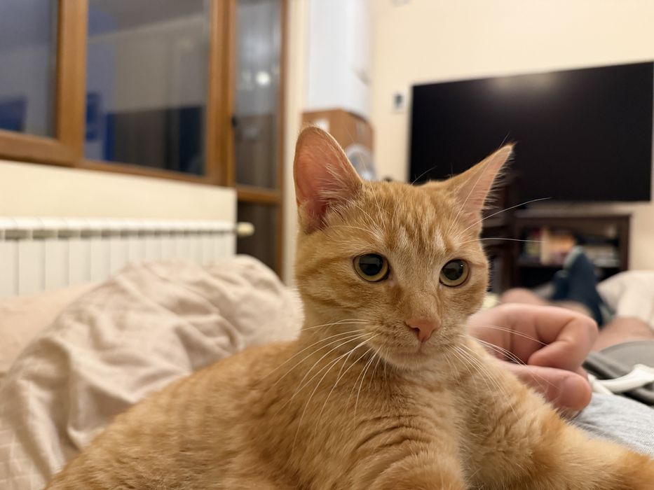 Оранжево женско коте на 6 месеца