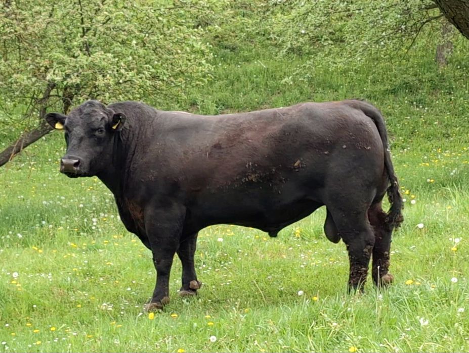 Tauri Aberdeen Angus (reproductie)