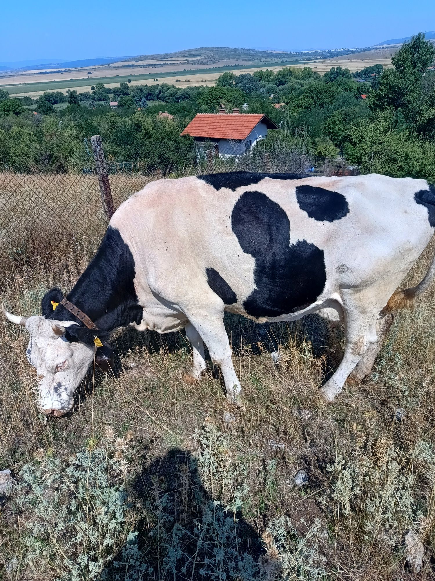Продавам стелна крава. Цена по споразумение.