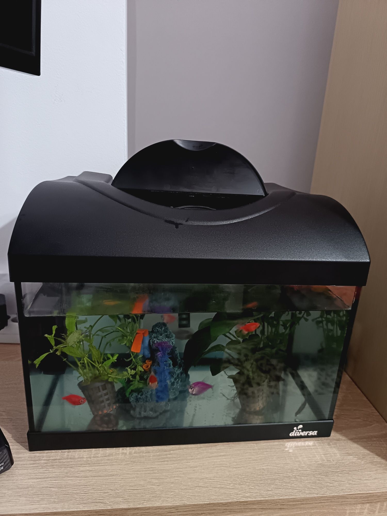 Vând acvariu cu filtru, încălzitor și pești.