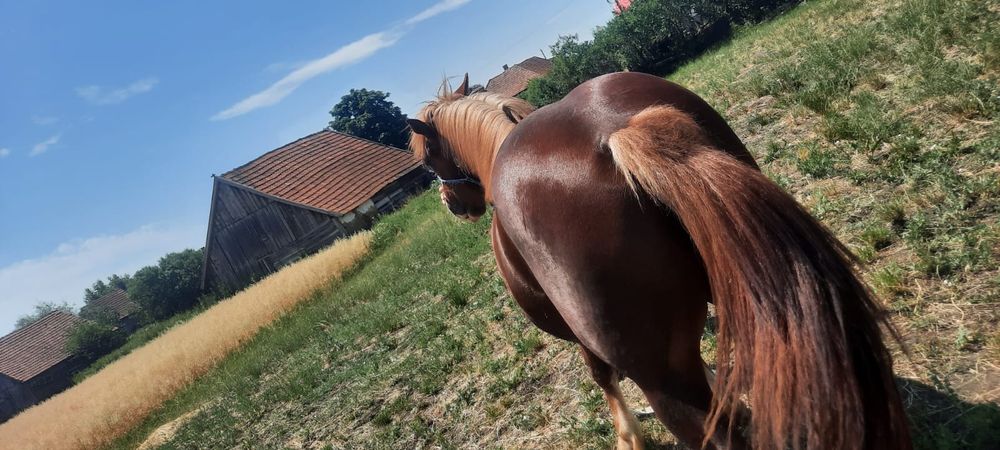 Vând mânz semi greu de 1an și 6luni este cuminte nu da cu piciorul