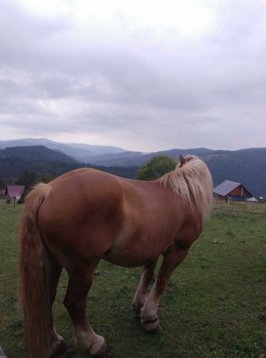 CAI vând un cal și o iapa