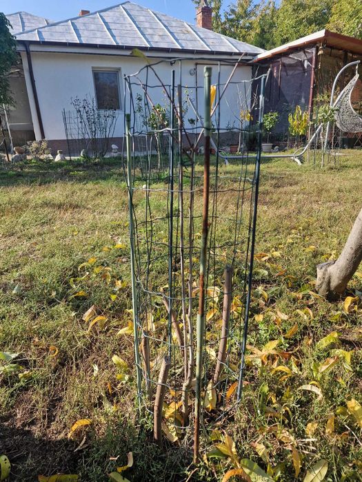 Paw Paw, Banana Nordului