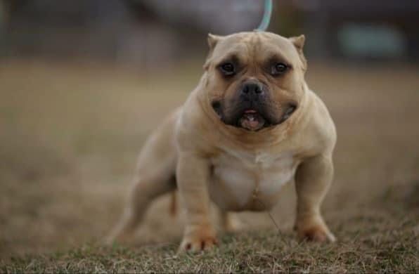 Mascul american bully pocket