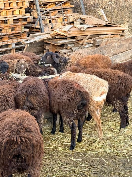 Срочно продается