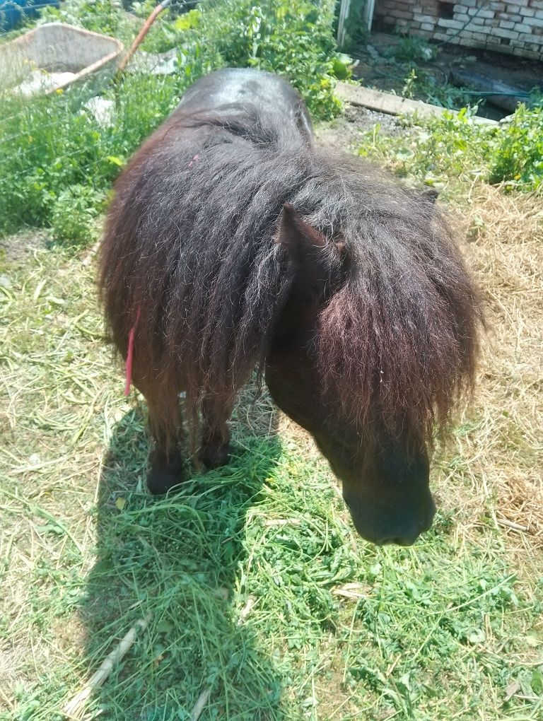 Vând sau schimb harmasar