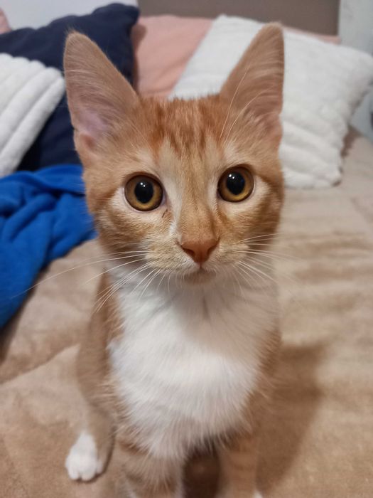 Подарявам мъжко коте