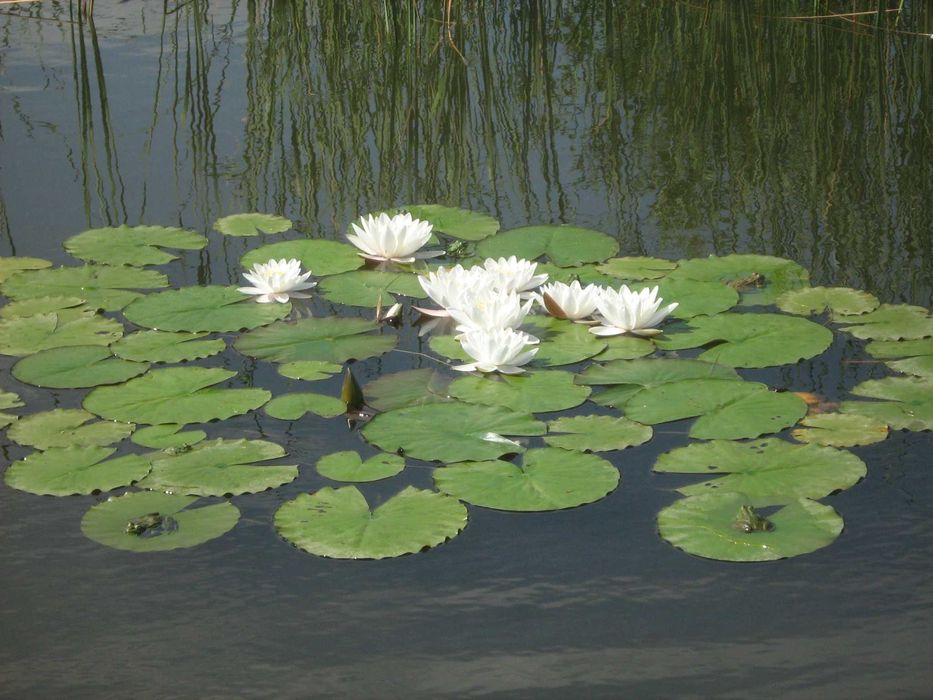 Ашладисване, озеленяване около Елхово, Ямбол, Бургас